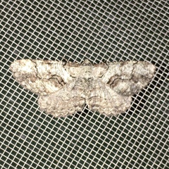 Cymatophora approximaria