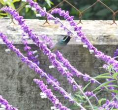 Basilinna leucotis