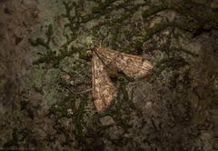 Nacoleia oncophragma