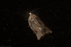 Meritastis ursina