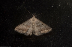 Lysimelia lenis