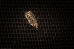 Barea crassipalpis