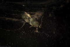 Barea phaulobrya