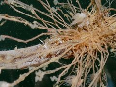 Coryphella cooperi