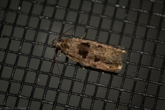 Barea melanodelta