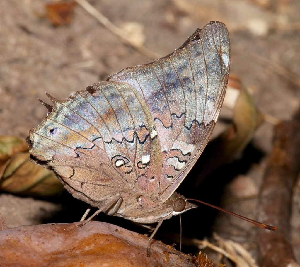 Historis acheronta acheronta