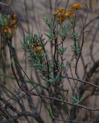 Lampranthus stanfordiae