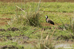 Vanellus crassirostris