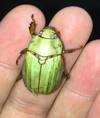 Pelidnota prasina