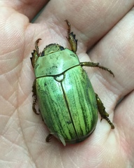 Pelidnota prasina