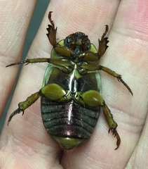 Pelidnota prasina