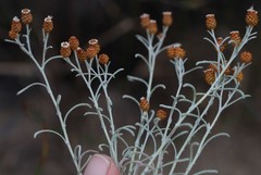 Helichrysum cochleariforme
