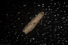 Graphosia stenopepla
