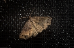 Lithilaria proestans