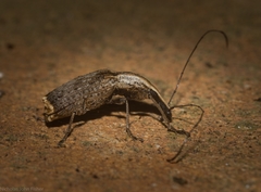 Ancylotropis waterhousei