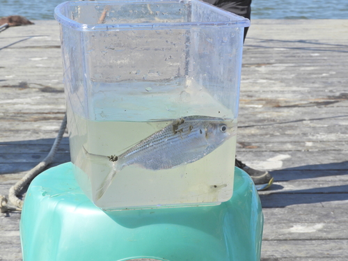 Gizzard shad (Nematalosa come) — Clupeidae