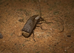 Ancylotropis waterhousei