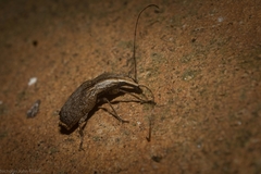 Ancylotropis waterhousei