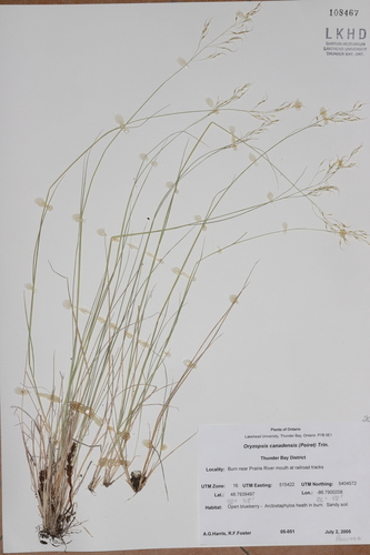 Image of Piptatheropsis canadensis by no rights reserved
