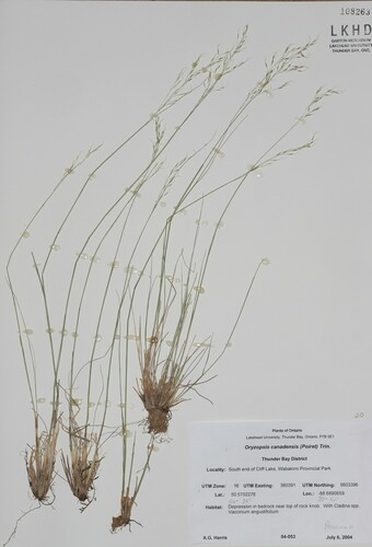 Image of Piptatheropsis canadensis by no rights reserved