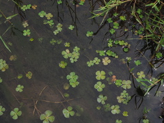 Marsilea minuta