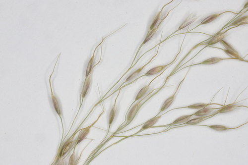 Image of Piptatheropsis canadensis by no rights reserved