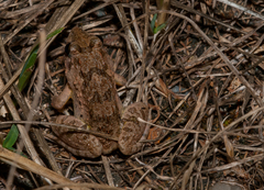 Fejervarya multistriata