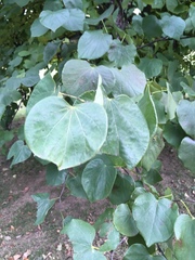Cercis canadensis