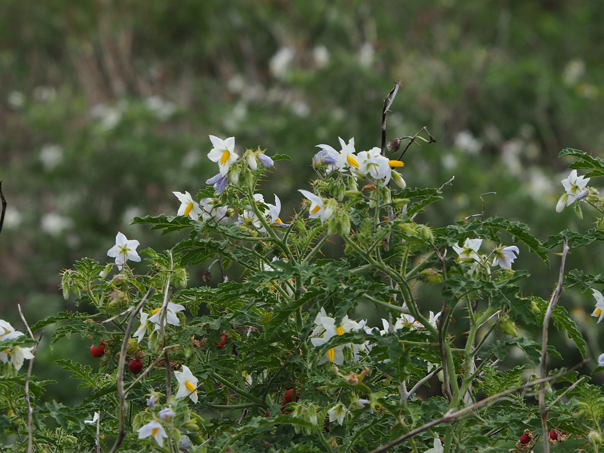 Joá-bravo (Solanum sisymbriifolium) - PictureThis