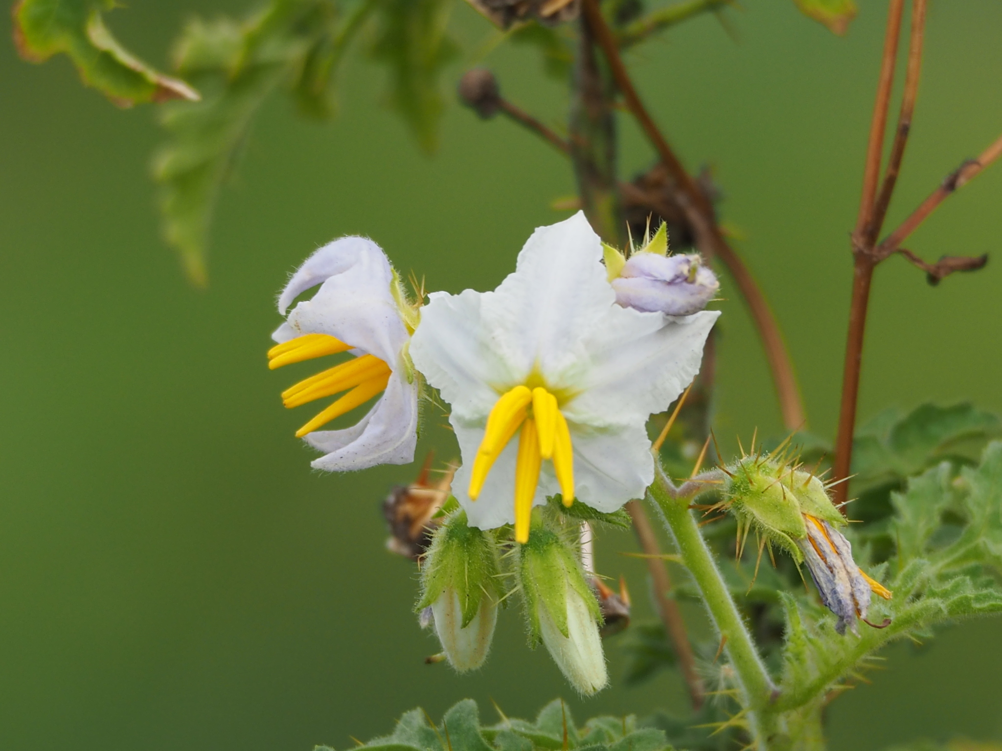 Joá-bravo (Solanum sisymbriifolium) - PictureThis