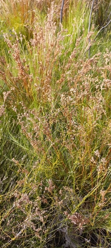 Image of Juncus capensis by (c) Adele SL, some rights reserved (CC BY)