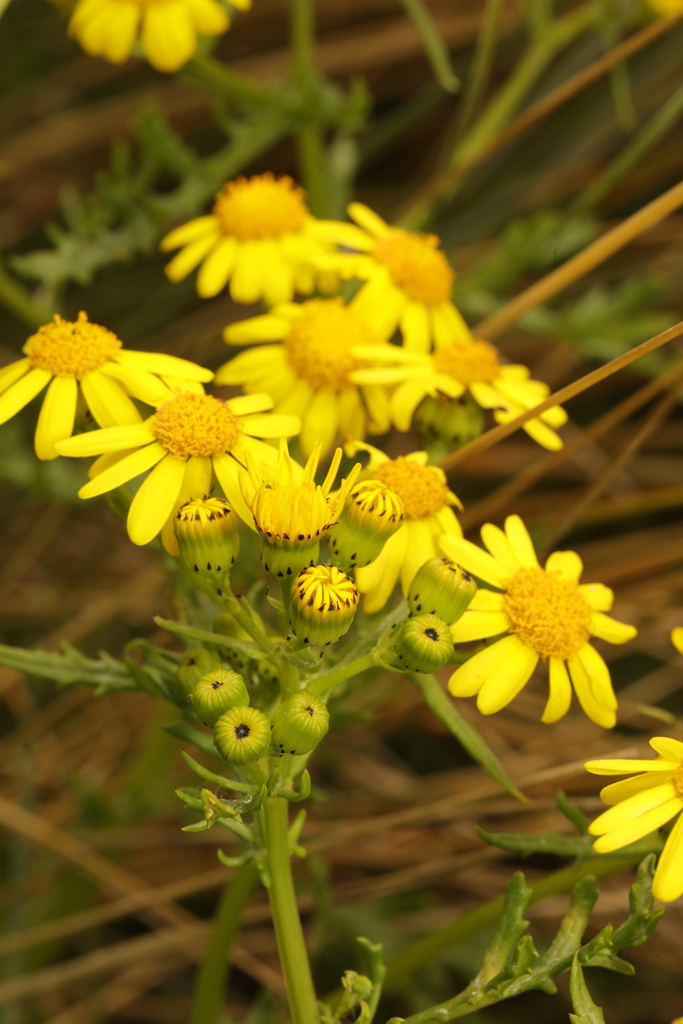 Senecio squalidus