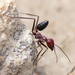 Nodal Desert Ant - Photo (c) Mark Sikking, some rights reserved (CC BY-NC-ND), uploaded by Mark Sikking