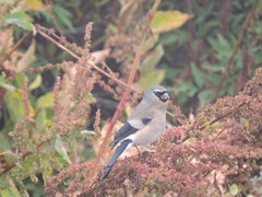 Pyrrhula owstoni