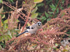Pyrrhula owstoni
