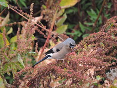 Pyrrhula owstoni