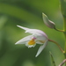 Coelogyninae - Photo no rights reserved, uploaded by 葉子