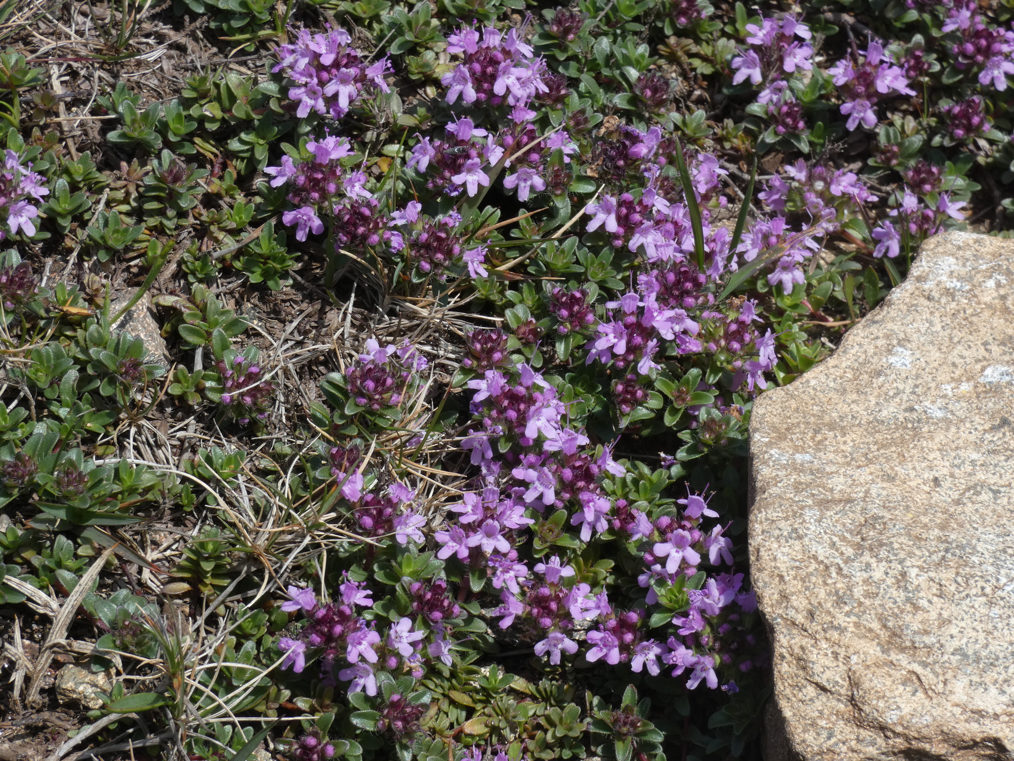 Thymus longicaulis C.Presl