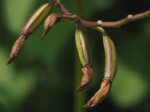 Image of Taiwan Ground Orchid (Bletilla formosana) by no rights reserved