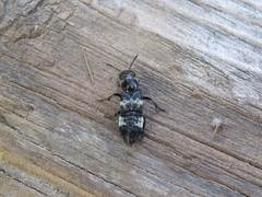 Creophilus maxillosus