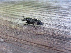 Creophilus maxillosus