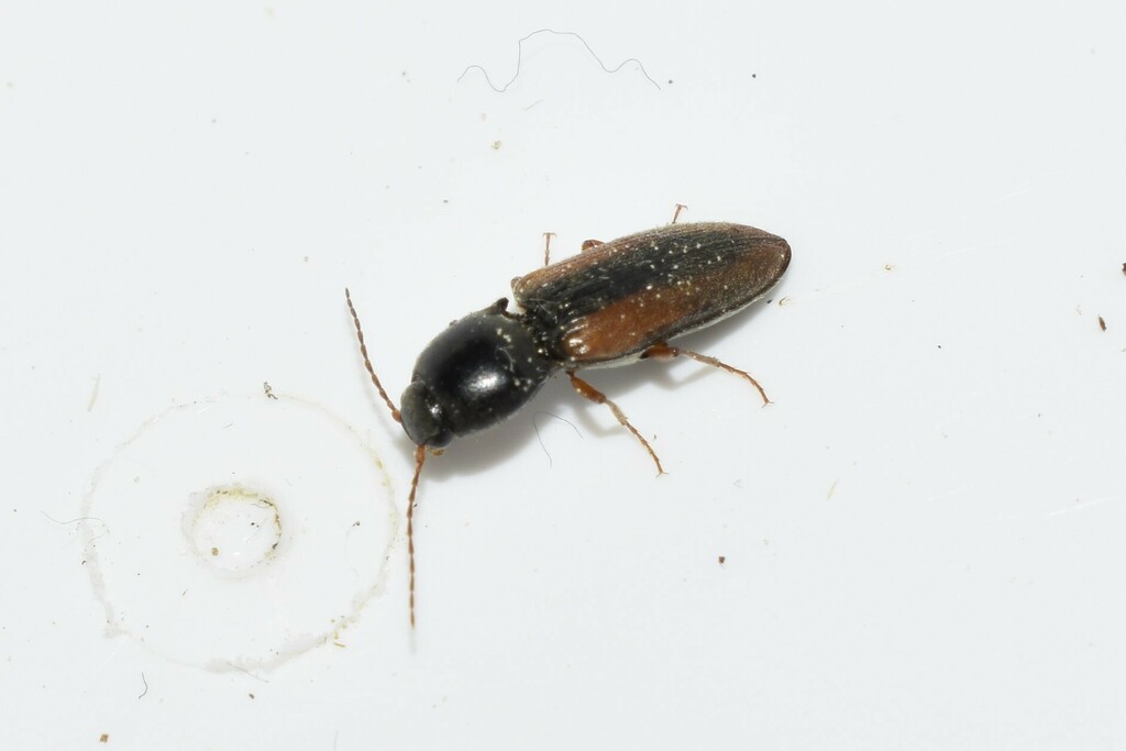 Dicronychus senaci