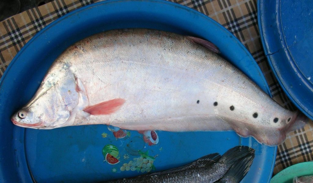 Chitala chitala (Fish diversity in wetlands of mysore) · iNaturalist