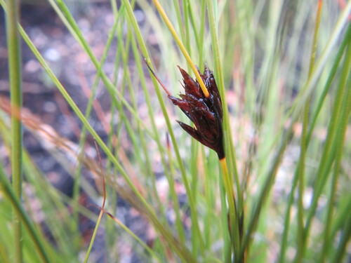 Image of Tetraria crinifolia by (c) douglaseustonbrown, some rights reserved (CC BY-SA)