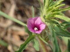 Ipomoea polymorpha