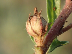 Ipomoea polymorpha