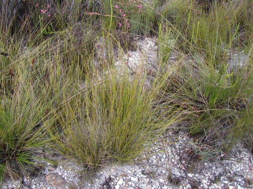 Image of Tetraria fimbriolata by (c) douglaseustonbrown, some rights reserved (CC BY-SA)