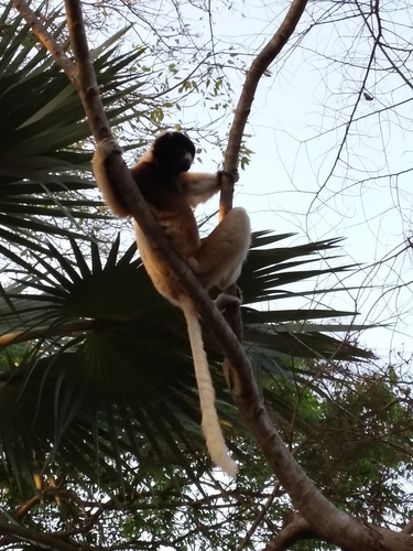 Crowned Sifaka