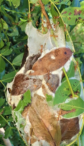 African Weaver Ant