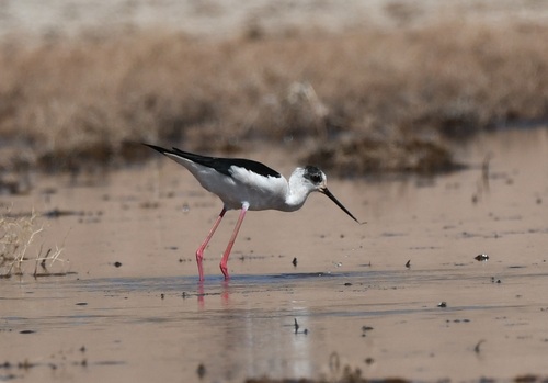 Black-winged Stilt